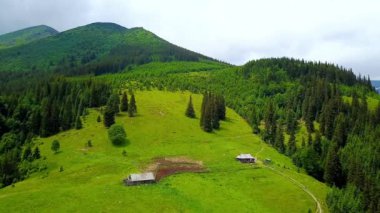 Dağlarda peynir Creamery havadan görünümü, dağlarda mera yalnız ev, Carpathians içinde otlama inekler ile yeşil çayır üzerinde drone havadan uçuş