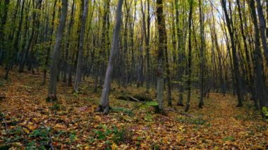 Sonbahar kayın ormanı, Güzel Sonbahar Ağaçları, kayın korusunda defoliation