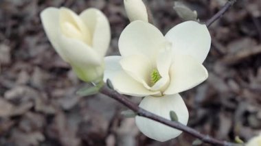 beyaz manolya çiçekleri, beyaz manolya çiçekleri, beyaz manolya, ağaç dalı üzerinde beyaz Manolya çiçekleri, Manolya ağacı çiçeği
