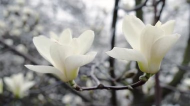 beyaz manolya çiçekleri, beyaz manolya çiçekleri, beyaz manolya, ağaç dalı üzerinde beyaz Manolya çiçekleri, Manolya ağacı çiçeği