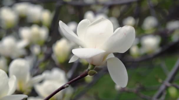 bílý šácholan květiny, květiny bílého magnolie, bílý šácholan, bílý šácholan květiny na větvi stromu, kvetoucí strom Magnolia