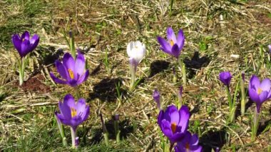 çiçekli crocuses yakın, glade üzerinde çiçekli crocuses, karpat dağlarda Bahar crocuses, yabani mor crocuses Alanı