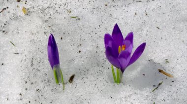 karda çiçekli crocuses, çiçekli crocuses yakın, Karda Bahar crocuses, Baharda çiçek açan bahar çiçekleri çiğdem Güzelliği