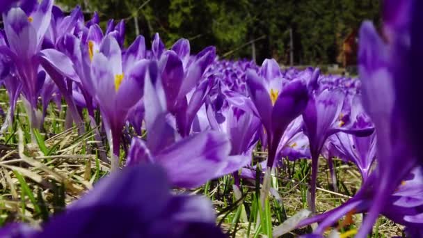 開花クロカスクローズアップ グレードにクロッカスを開花 カルパチア山脈の春のクロッカス 野生の紫色のクロッカスのフィールド — ストック動画
