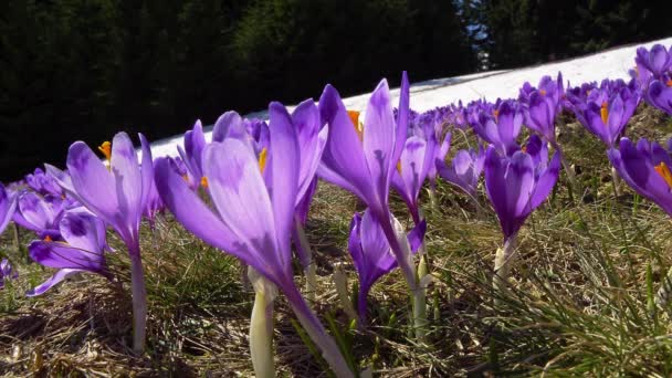 Çiçekli Crocuses Yakın Glade Üzerinde Çiçekli Crocuses Karpat Dağlarda Bahar — Stok video