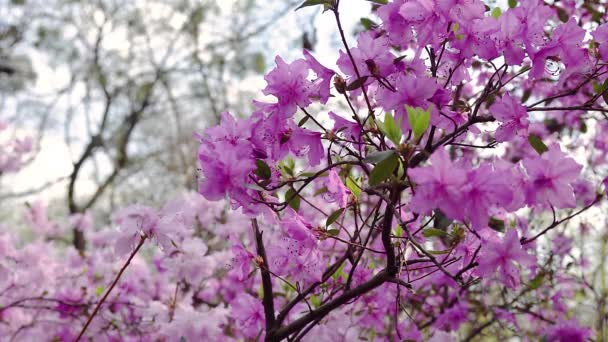 Bloemen Van Rhododendron Close Roze Rhododendron Mooie Rhododendron — Stockvideo