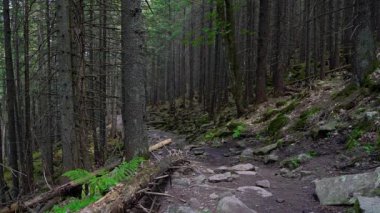 bir peri ormanında taş yol, zemin üzerinde güneş ışığı yamaları, kalın Ladin ormanında yol, ağaçlarla ormanda taş yolu, çam ormanında taşlar ile yolda yürüyüş