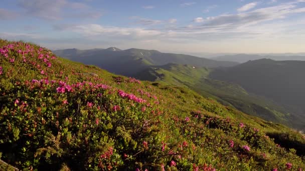 Rododendros Florecientes Contra Fondo Del Amanecer Las Montañas Amanecer Desde — Vídeo de stock