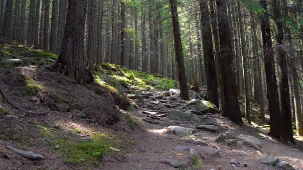 Sentier Pierre Dans Une Forêt Fées Taches Lumière Soleil Sur — Video