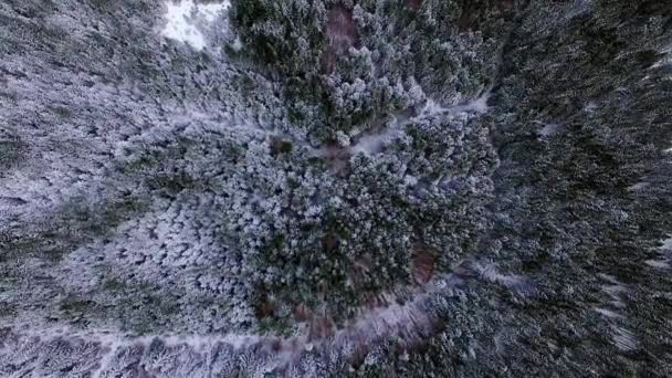 위에서 공중의 소나무와 전나무 보기의 소나무에 소나무 — 비디오