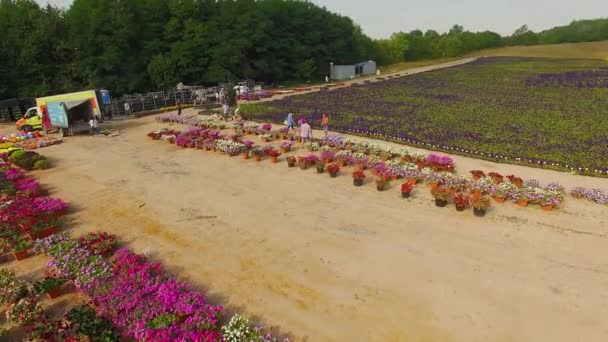花の展示とマリーゴールドのフィールドの空中ビュー 植物保育園の花の空中ビュー 花のフィールドのトップビュー — ストック動画