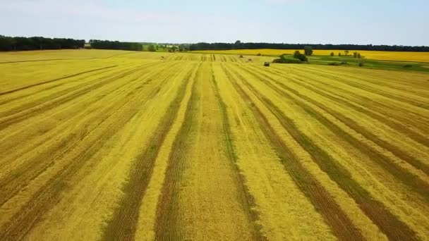 Vista Aérea Del Campo Trigo Biselado Campos Europeos Trigo Vista — Vídeo de stock