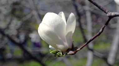 beyaz manolya çiçekleri, beyaz manolya, ağaç dalı üzerinde beyaz Manolya çiçekleri, Manolya ağacı çiçeği,