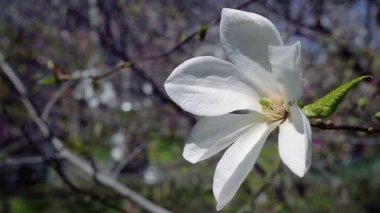 beyaz manolya çiçekleri, beyaz manolya, ağaç dalı üzerinde beyaz Manolya çiçekleri, Manolya ağacı çiçeği,