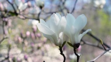 beyaz manolya çiçekleri, beyaz manolya, ağaç dalı üzerinde beyaz Manolya çiçekleri, Manolya ağacı çiçeği