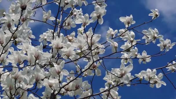 白いマグノリアの花 白いマグノリア 木の枝に白いマグノリアの花 マグノリアの木の花 — ストック動画