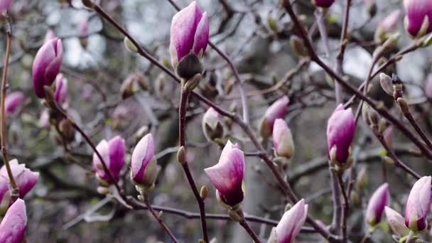 ピンクのモクレンの芽 ピンクの木蓮の花ピンクの木の枝 マグノリアの木の花にマグノリア ピンク マグノリア花 — ストック動画