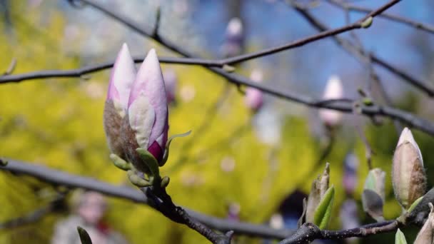 Magnolii Bud Kwiatów Magnolii Różowe Kwiaty Magnolia Magnolia Różowy Gałęzi — Wideo stockowe