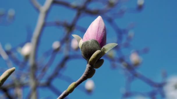 ピンクのモクレンの芽 ピンクの木蓮の花ピンクの木の枝 マグノリアの木の花にマグノリア ピンク マグノリア花 — ストック動画