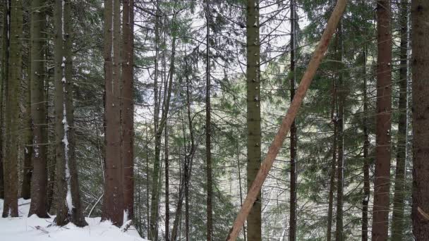 冬の松林 冬の森 美しい冬の森 冬針葉樹林 冬の雪と雪の松林のテクスチャで針葉樹林の風景美しいツリーの背景色 — ストック動画