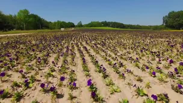 Letecký Pohled Oblast Marigold Pohled Pole Květin Dvě Barevná Pole — Stock video