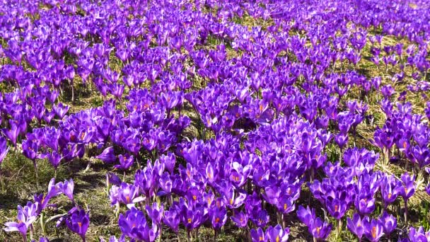 開花期の背景 開花期の終わり 花冠の上の開花期 カルパチア山脈の春の群生期 野生の紫色の小花のフィールド 野生の春の花の美しさ — ストック動画