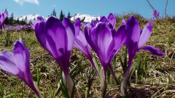 開花期の背景 開花期の終わり 花冠の上の開花期 カルパチア山脈の春の群生期 野生の紫色の小花のフィールド 野生の春の花の美しさ — ストック動画