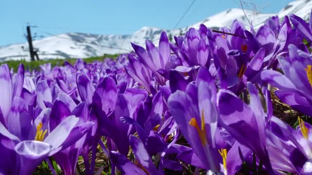 Background of blooming crocuses, flowering crocuses close up, flowering crocuses on the glade, Spring crocuses in carpathia mountains, Field of wild purple crocuses, Beauty of wildgrowing spring flowe — Stock Footage Background Blooming Crocuses Flowering Crocuses Close Flowering Crocuses Glade Spring Royalty Free Stock Footage