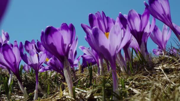 Bakgrund Blommande Krokusar Blommande Krokusar Blommande Krokusar Gläntan Rkrokusar Karpatiska — Stockvideo