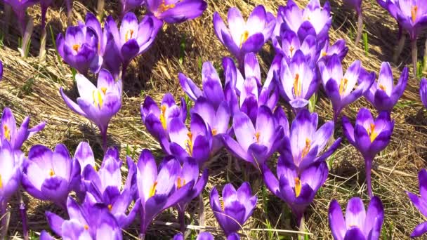 Background of blooming crocuses, flowering crocuses close up, flowering crocuses on the glade, Spring crocuses in carpathia mountains, Field of wild purple crocuses, Beauty of wildgrowing spring flowe — Stock Footage Background Blooming Crocuses Flowering Crocuses Close Flowering Crocuses Glade Spring Stock Footage