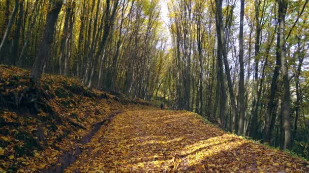 Persone Piedi Nella Foresta Autunnale Strada Nella Foresta Autunnale Defogliazione — Video Stock