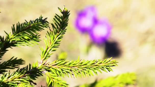 Agujas Abeto Azafrán Azafrán Flores Cerca Azafrán Primavera Agujas Belleza — Vídeos de Stock