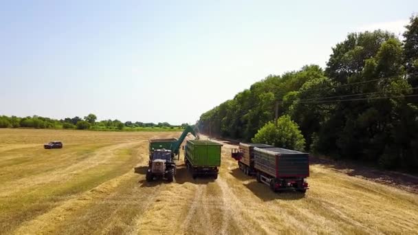 Повітряний Вид Сільськогосподарської Техніки Пшеничному Полі Сільськогосподарська Сцена Сільськогосподарською Технікою — стокове відео