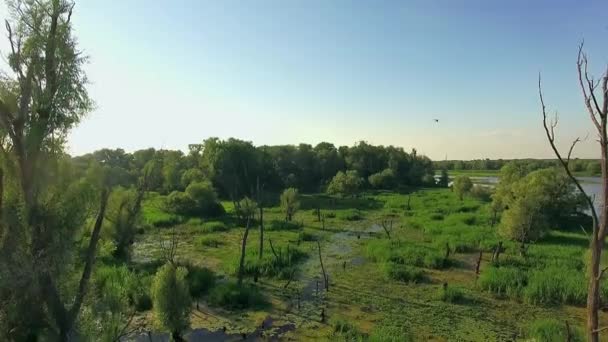 Karabatak Ağaçlarda Hava Görünümünü Içe Geçmiş Karabatak Kuşlar Yuva Yapma — Stok video