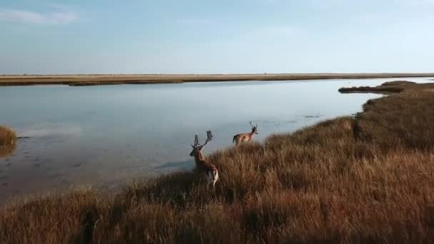 Luftaufnahme Laufende Hirschfamilie Auf Dem See Rotwildherde Auf Einer Sandbank — Stockvideo