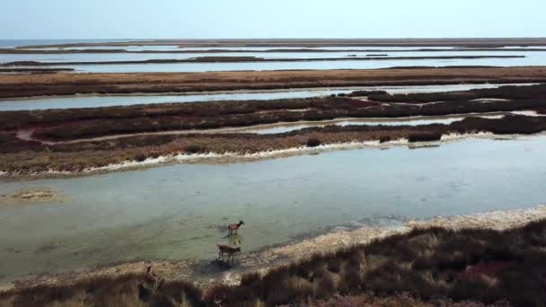 Pandangan Udara Berjalan Keluarga Rusa Danau Kawanan Rusa Udara Tepi — Stok Video