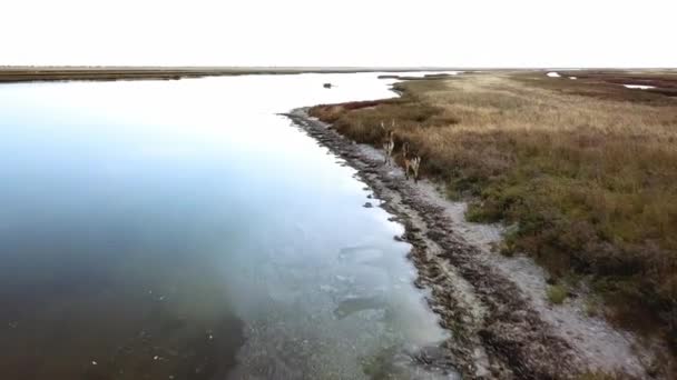 Luftaufnahme Von Hirschen Seeufer Sikahirschen Der Herbststeppe Rotwildherden Herbst Steppenluft — Stockvideo