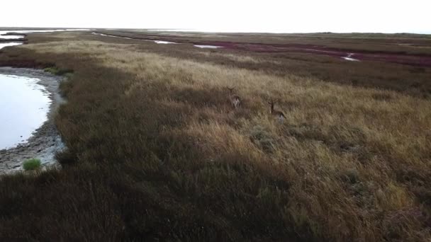 Vista Aérea Ciervos Orilla Del Lago Ciervos Sika Estepa Otoño — Vídeos de Stock