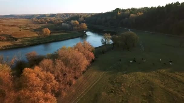 Luftaufnahme Einer Rinderherde Morgennebel Fluss Luftaufnahme Von Kühen Morgendlichen Herbstnebel — Stockvideo