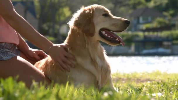 Chica Acariciando Perro Naturaleza Chica Acariciando Oro Recuperador Primer Plano — Vídeos de Stock