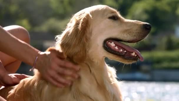 Chica Acariciando Perro Naturaleza Chica Acariciando Oro Recuperador Primer Plano — Vídeo de stock