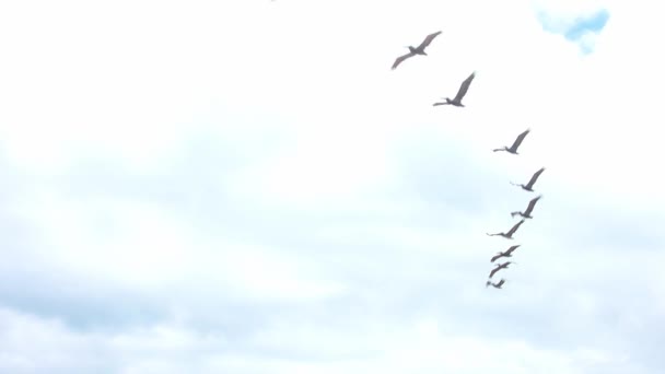 Flock Pelikaner Himlen Pelikaner Himlen Över Havet Slow Motion — Stockvideo