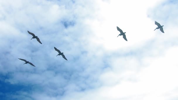 Kawanan Burung Pelikan Langit Burung Pelikan Langit Atas Lautan Gerak — Stok Video