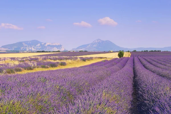 南フランス プロヴァンスの風景 ラベンダー畑を収穫 — ストック写真