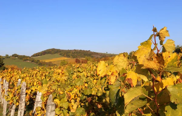 Frankrijk, de regio Bourgondië: herfst wijngaard — Stockfoto