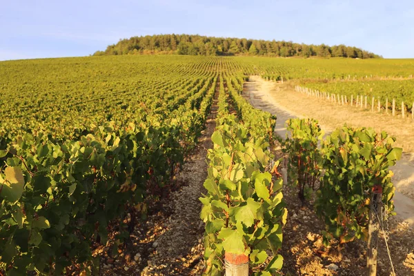 Hintergrund Frankreich Sommerlandschaft Von Burgund Weinberg Bei Sonnenuntergang Fokus Selektiv — Stockfoto