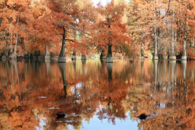 Autumn landscape. Bald Cypress Trees at Boulieu pond, France. Focus selective clipart