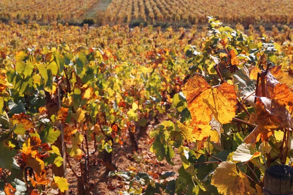 Südfrankreich, gelbe Blätter eines herbstlichen Weinbergs — Stockfoto