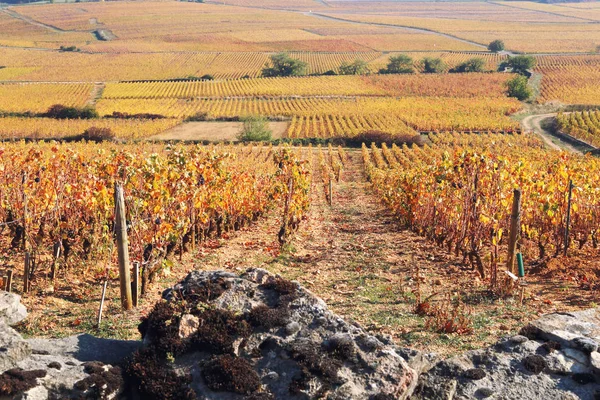 Landschaft Frankreichs, Region Burgund: Weinberg im Herbst — Stockfoto