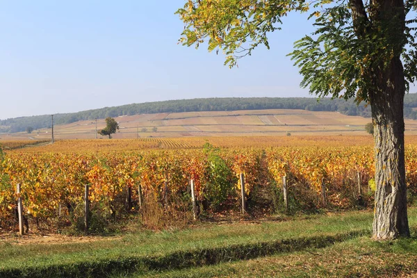 Landschaft Frankreichs, Region Burgund: Weinberg im Herbst — Stockfoto